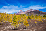 Fototapeta Do pokoju - pine forest on lava rocks at the Teide National park