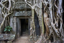 Tree Roots Around Entrance To Ta Prohm Temple Built In 1186 By King Jayavarman VII, Angkor, Siem Reap, Cambodia