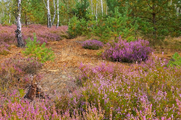 Sticker - Heidelandschaft im Spätsommer - Heath landscape with flowering Heather