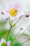 Fototapeta Kwiaty - Pale pink flower Japanese anemone, close-up