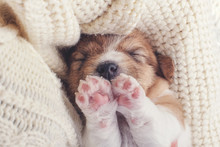 Little Puppy Squinting, Closes His Eyes And Wants To Sleep. Tired Little Dog On A Cozy Soft Background. Small Pet On Human Hands Top View. Baby Dog Sleeping On His Back Paws Up. Retro Insta Filter