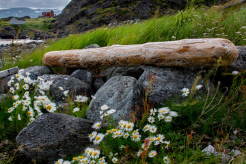 Wall Mural - Flowers and driftwood