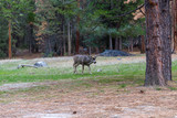 Fototapeta Sawanna - mule deer in Yosemite