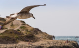 Fototapeta  - gulls in the sky by the sea