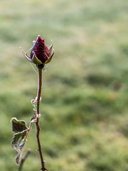 First frost and snow on a rose in December - 2