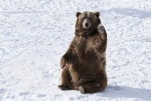 Waving Brown Bear (Ursus Arctos) Sitting In Winter Snow, Bozeman, Montana