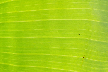 Green banana leaf background backlit texture macro detail, stalk leaf-ribs vein