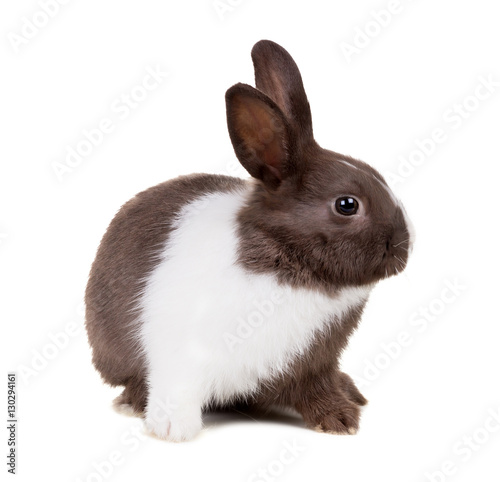 Fotografie, Obraz The two-color rabbit isolated on white background