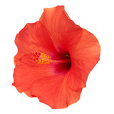 Fototapeta Dmuchawce - Hibiscus flower isolated on a white background.