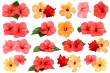Collection Of Colored Hibiscus Flowers With Leaves Isolated On W