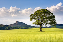 Lone Tree In Barley Field With Roseberry Topping In The Distance, North Yorkshire, Yorkshire
