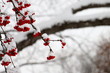 Snowy Mountain Ash Berries during a Snow Storm