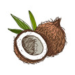 Coconut. Vector illustration