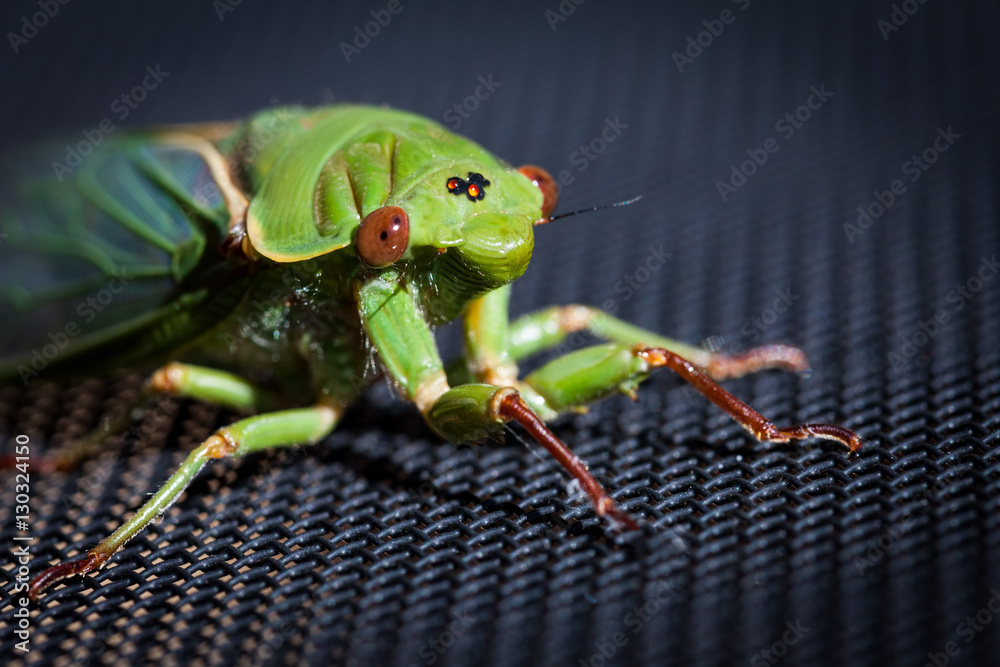 Secada Face The Green Grocer Cicada extreme closeup portrait - one of the loudest ...