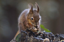 Red Squirrel (Sciurus Vulgaris) Eating Nuts In A Wood