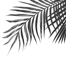 Black Leaves Of Palm Tree On White Background