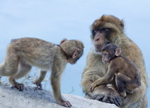 Barbary Macaques (Macaca Sylvanus) Interaction, Gibraltar