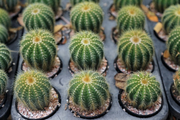 Group of Cactus with thorns in a pot, selective focus.