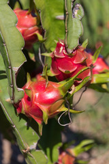 Wall Mural - Dragon fruit or Pitaya plantation in Thailand