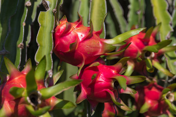 Wall Mural - Dragon fruit or Pitaya plantation in Thailand