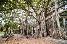 Large Twisted Roots Of A Moreton Bay Fig Tree (banyan Tree) (Ficus Macrophylla), Palermo Botanical Gardens, Palermo, Sicily 