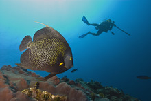 French Angelfish (Pomacanthus Paru) With A Diver Spearfishing Behind, Roatan, Bay Islands, Honduras