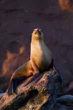California Sea Lion (Zalophus Californianus), Los Islotes, Baja California Sur, Gulf Of California (Sea Of Cortez), Mexico