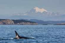 Resident Killer Whale Bull, Orcinus Orca, Cattle Pass, San Juan Island, Washington