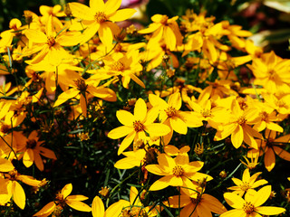 Wall Mural - Coreopsis verticillata 'Zagreb' - whorled tickseed  