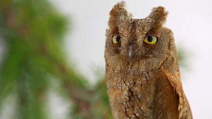 Canvas Print - European scops owl on white screen