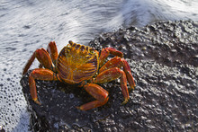 Sally Lightfoot Crab (Grapsus Grapsus), Punta Cormorant, Floreana Island, Galapagos Islands, Ecuador