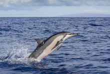 Hawaiian Spinner Dolphin (Stenella Longirostris), AuAu Channel, Maui, Hawaii 