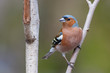 Spring songbird chaffinch sitting on a branch