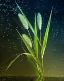 Cereal weed underwater