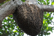 © robertharding - Rock bee hive (swarm), Karnataka