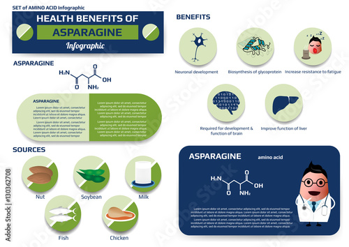 Health Benefits Of Asparagine Amino Acid Infographic Supplement And Nutrition Vector Illustration Stock Vector Adobe Stock