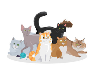 Wall Mural - Cats Breeds Flat Vector Web Banner