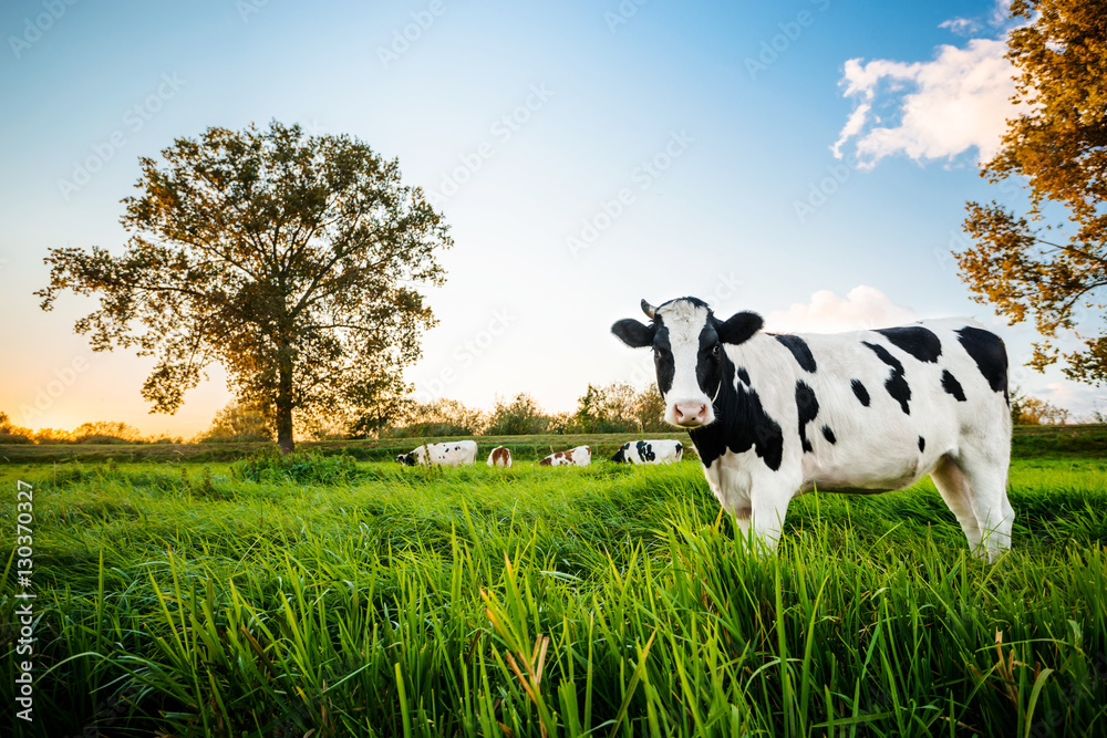 Krowy na pastwisku - obrazy, fototapety, plakaty 