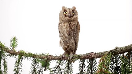 Canvas Print - European owl on a branch a fir-tree on the white screen 