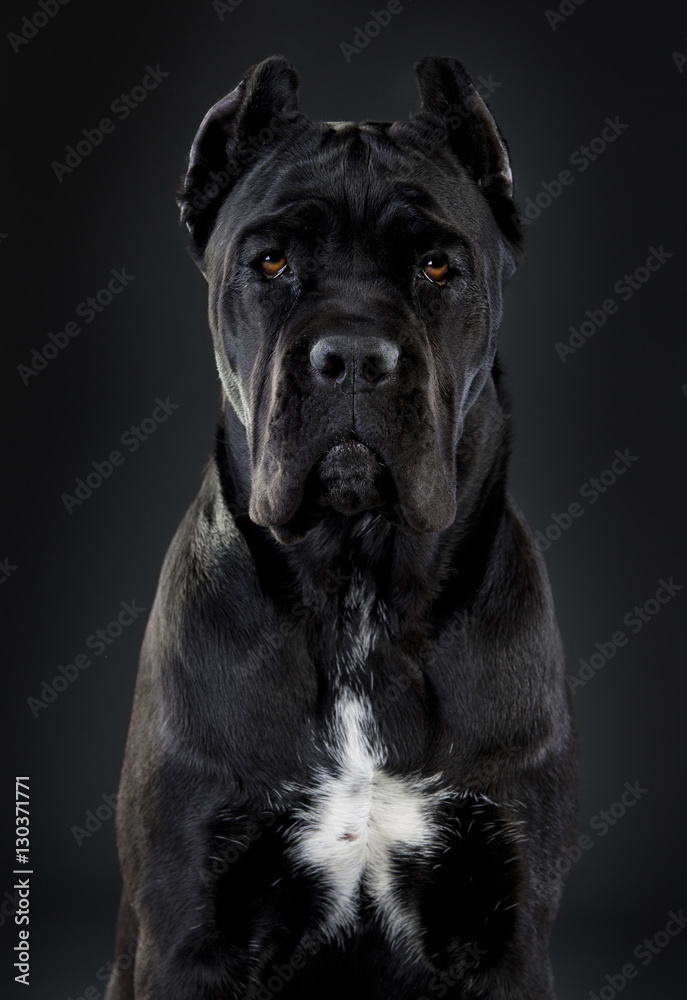 Fényképezés Cane corso cecilux az Europosters.hu