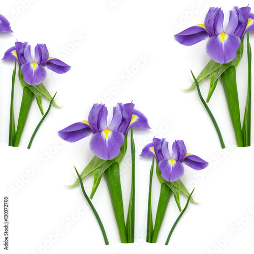 purple iris on a green stem