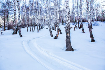 Sticker - winter snow-covered birch forest