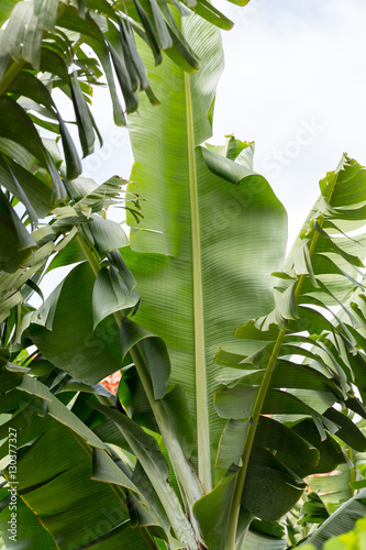 Fotografia, Obraz Banana green leaf backlit sun in garden