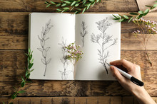 Female Hand Drawing Plants In Sketchbook On Wooden Background