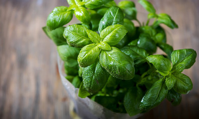 Wall Mural - Fresh green basil plant for healthy cooking