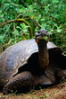 © robertharding - Giant tortoise feeding on leaves on the Galapagos Islands