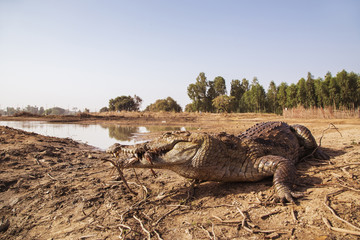 Wall Mural - Crocodile lies on the bank of lake
