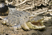 Crocodile In Muddy Shallows Of The Mossman River, Daintree