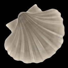 Wall Mural - realistic 3d render of Pecten Albicans (Japanese Baking Scallop)