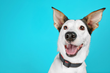 Funny Andalusian ratonero dog on blue background, close up